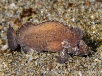 Acanthosphex leurynnis or Cocotropus larvatus (Lembeh)