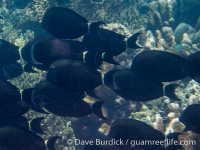 Acanthurus auranticavus (Raja Ampat)