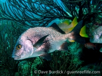 Anisotremus surinamensis (Bonaire)