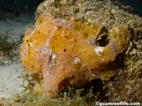 Antennarius pictus (orange)