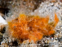 Antennarius striatus (Lembeh)