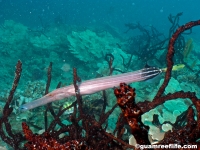 Aulostomus chinensis