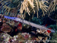 Aulostomus maculatus (Bonaire)