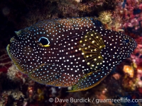 Calloplesiops altivitelis (Anilao)