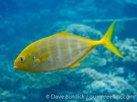 Carangoides bajad (Raja Ampat)