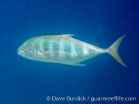 Carangoides fulvoguttatus (Raja Ampat)