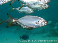 Caranx bartholomaei (Bonaire)