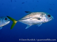 Caranx latus (Bonaire)