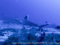 Carcharhinus albimarginatus