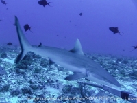 Carcharhinus amblyrhynchos