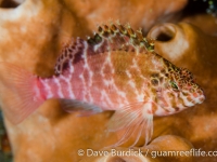 Cirrhitichthys aprinus (Raja Ampat)