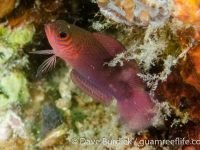 Cypho purpurascens (Lembeh)