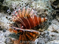 Dendrochirus zebra (Anilao)