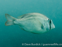 Gymnocranius satoi (Taiwan)