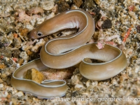 Gymnothorax albimarginatus (Lembeh)