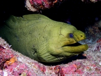 Gymnothorax funebris (Flower Garden Banks)