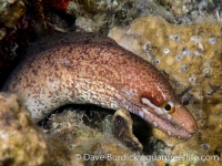 Gymnothorax zonipectis (Anilao)