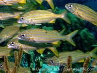 Haemulon chrysargyreum (Bonaire)