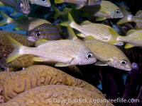 Haemulon flavolineatum (Bonaire)