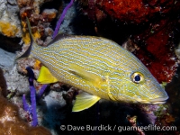 Haemulon sciurus (Bonaire)