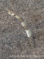 Heteroconger polyzona (Komodo)