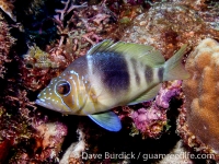 Hypoplectrus puella (Bonaire)