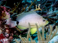 Hypoplectrus unicolor (Bonaire)