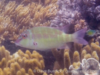 Lethrinus erythropterus (faint bars) (Raja Ampat)