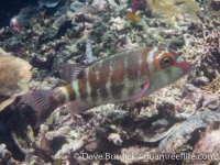 Lethrinus erythropterus (dark bars) (Raja Ampat)