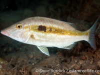 Lethrinus microdon (with spot) (Anilao)