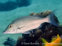 Lethrinus microdon (lacking spot) (Puerto Galera)