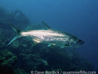 Megalops atlanticus (Bonaire)