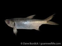 Megalops cyrpinoides