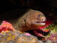 Muraena miliaris (Flower Garden Banks)