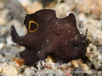 Nudiantennarius subteres (Lembeh)