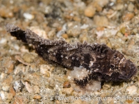 Paraploactis obbesi (Lembeh)