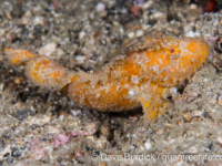 Paraploactis obbesi (Lembeh)