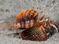 Parapterois hetururus (Anilao)