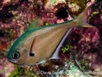 Pempheris oualensis