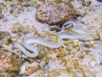 Pseudechidna brummeri (Raja Ampat)