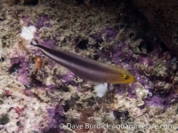 Pseudochromis bitaeniatus (Raja Ampat)