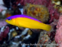 Pseudochromis diadema (Anilao)