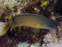 Pseudochromis fuscus (dusky phase) (Raja Ampat)