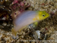 Pseudochromis fuscus (yellow phase) (Raja Ampat)