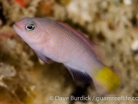 Pseudochromis marshallensis (Raja Ampat)