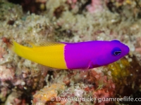 Pseudochromis paccagnellae (Lembeh)