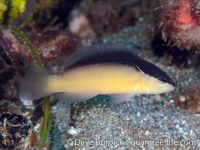 Pseudochromis perspicillatus (Anilao)