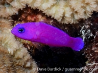 Pseudochromis porphyreus (Palau)