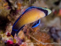 Pseudochromis splendens (Raja Ampat)