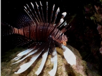 Pterois volitans